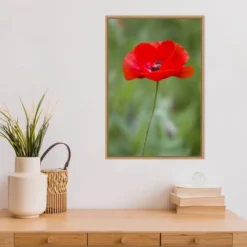 16" X 23" Poppy Flower By Richard And Susan Day Danita Delimont Framed Canvas Wall Art Red - Amanti Art -Home Decor Series Store GUEST 0a39fa1b 822f 47f0 aebe cb77c19ded02