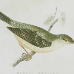 Wood Bird Framed Wall Art With Brown Frame Set Of 2 Brown - Olivia & May -Home Decor Series Store GUEST 0beb76b2 07a9 4a97 8d40 faf5b1feca00