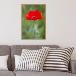 16" X 23" Poppy Flower By Richard And Susan Day Danita Delimont Framed Canvas Wall Art Red - Amanti Art -Home Decor Series Store GUEST 2b7c4a04 658c 4d62 b4e1 dfbfd50dc620
