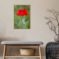 16" X 23" Poppy Flower By Richard And Susan Day Danita Delimont Framed Canvas Wall Art Red - Amanti Art -Home Decor Series Store GUEST 3ebca87f f07e 46dc b2fb 2439230d1a3a