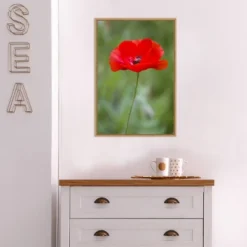 16" X 23" Poppy Flower By Richard And Susan Day Danita Delimont Framed Canvas Wall Art Red - Amanti Art -Home Decor Series Store GUEST a0197237 192f 49d0 b996 a82f87484ba0