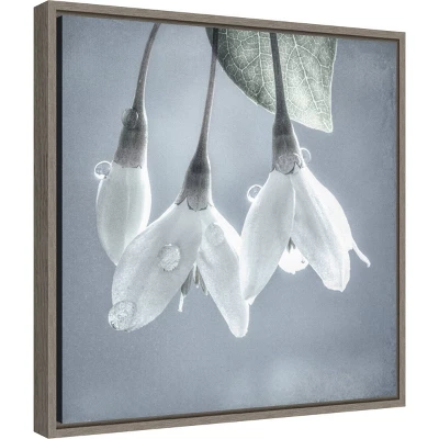 16" X 16" Japanese Snowbell Tree Blossoms By Jaynes Gallery Danita Delimont Framed Canvas Wall Art - Amanti Art 1 16" X 16" Japanese Snowbell Tree Blossoms By Jaynes Gallery Danita Delimont Framed Canvas Wall Art - Amanti Art