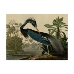 John James Audubon 'Louisiana Heron' Canvas Art -Home Decor Series Store GUEST caae9725 fa41 4164 8579 c0b0caab5a0b