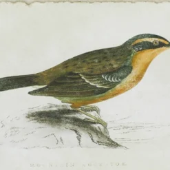 Wood Bird Framed Wall Art With Brown Frame Set Of 2 Brown - Olivia & May -Home Decor Series Store GUEST d794fe1e dc07 4fb7 8b77 ca6b9ce2751a