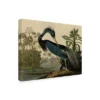 John James Audubon 'Louisiana Heron' Canvas Art